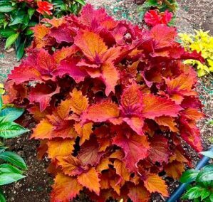 Skaistnātrīte 'Wicked Hot'